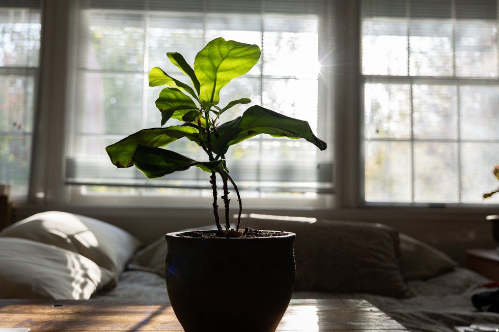 fiddle leaf fig potted house plant on wooden table in front of windows