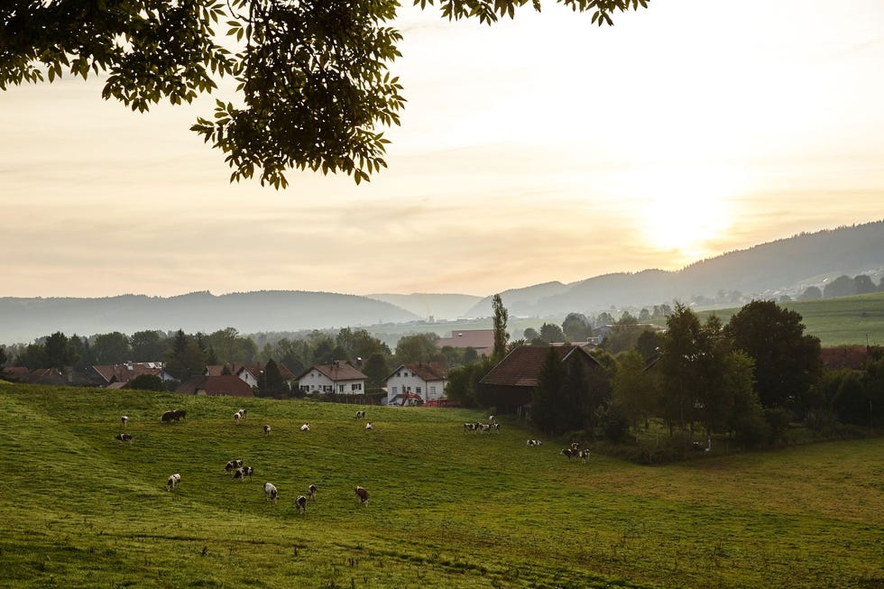 De zon komt op boven een bergweide met koeien die de melk leveren voor gerenommeerde plaatselijke kazen als Comt