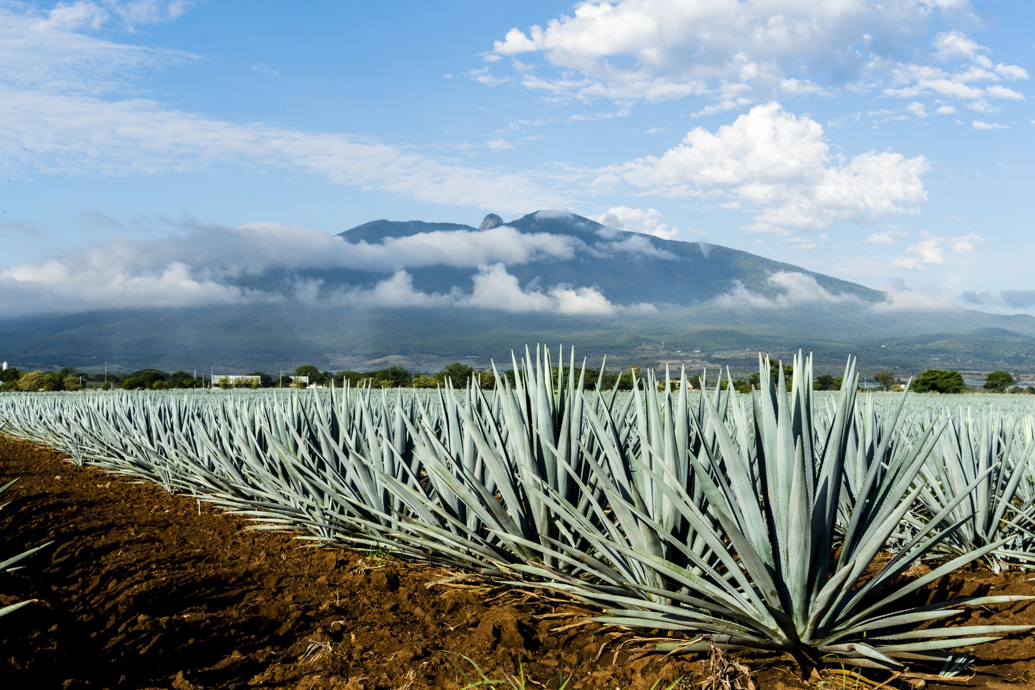 Brazilian Researchers Work to Transform Agave into the ‘Sugarcane of the Sertão’