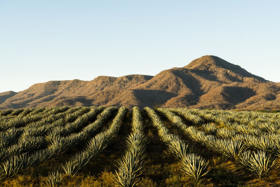 a field of blue agave in jalisco mexico