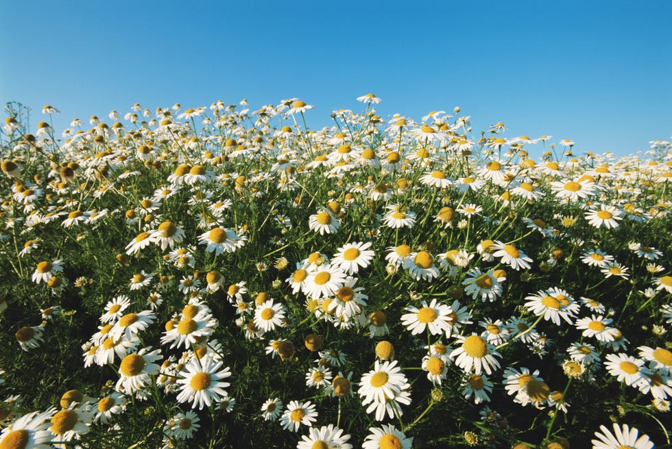 field of chamomile chamomilla recutita, summer