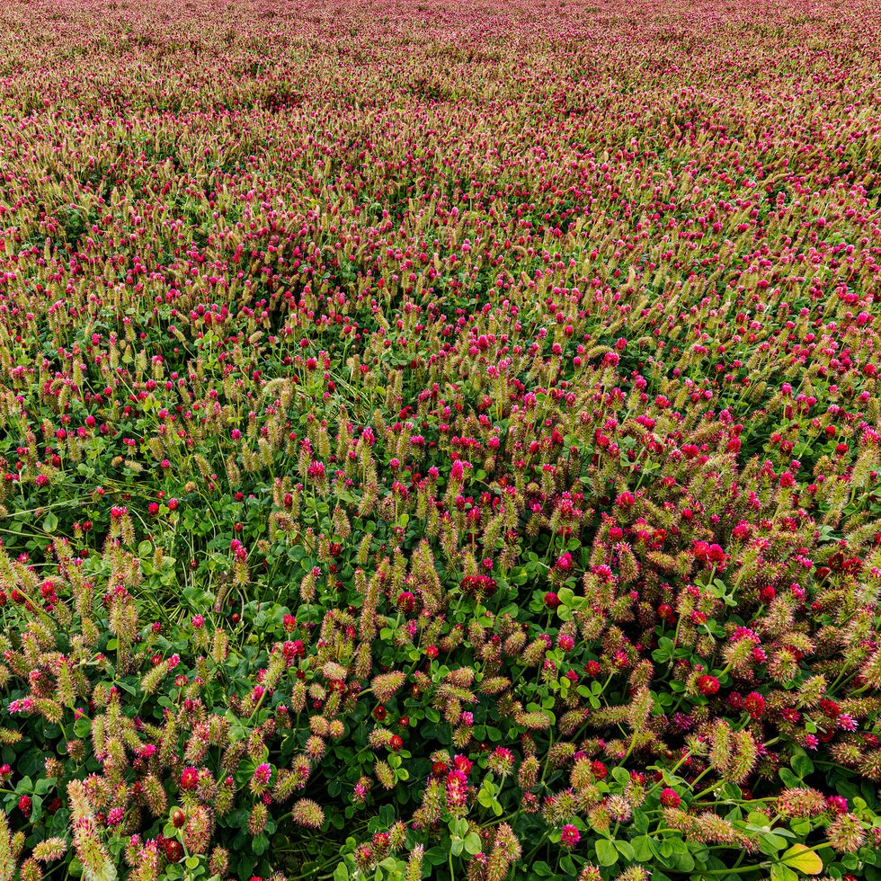 field of crimson clover