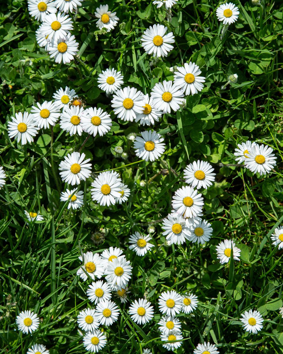 common weeds english daisy