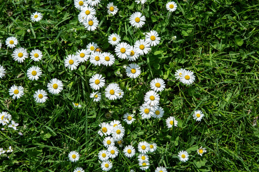 field of daisies bellis perennis