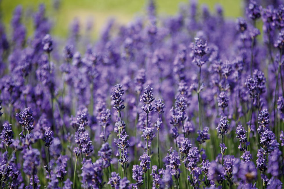 The Science Behind Aromatherapy