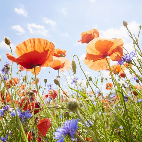 close up of poppies and cornflowers on meadow against sunlight and blue sky