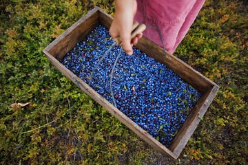 fields fields blueberry farm in dresden, maine