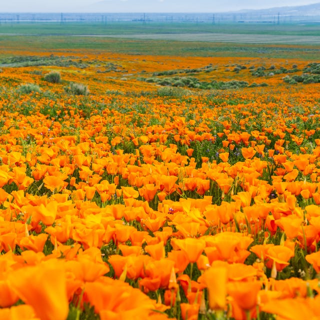 Fields of California Poppy (Eschscholzia californica) during peak blooming time, Antelope Valley California Poppy Reserve