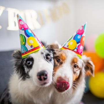 Las mejores ideas para celebrar una fiesta de cumpleaños para tu perro las mejores ideas para celebrar una fiesta de cumpleaños para tu perro