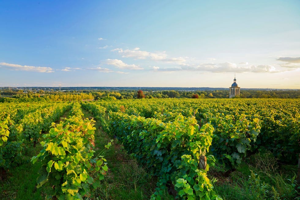 Wijngaarden in Vouvray