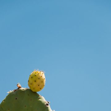 fig prickly pear