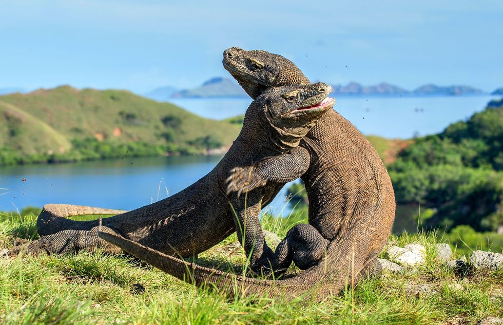 Komodovaranen worstelen om dominantie in Komodo National Park in Indonesi