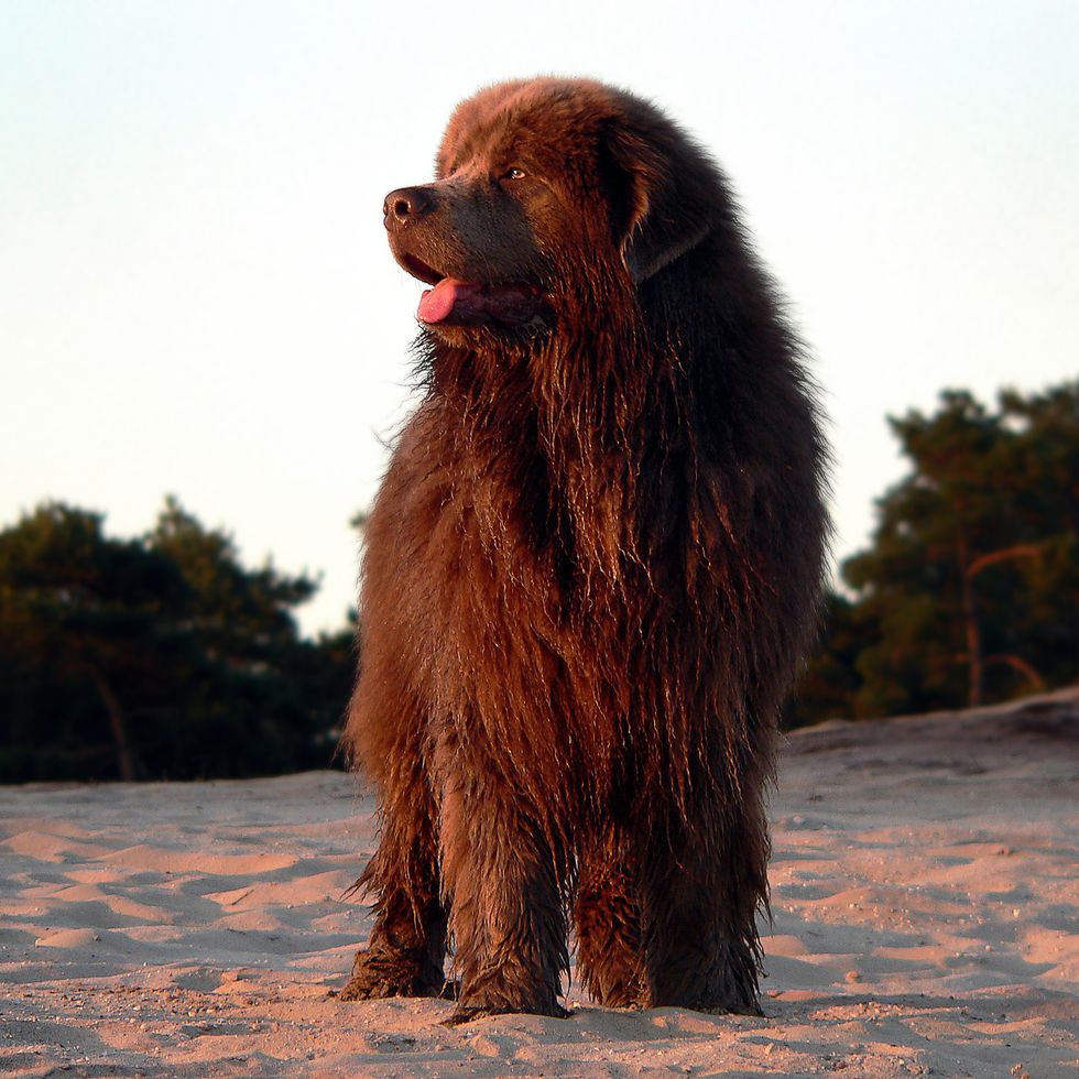 a brown newfoundland dog standing on a beach at sunset