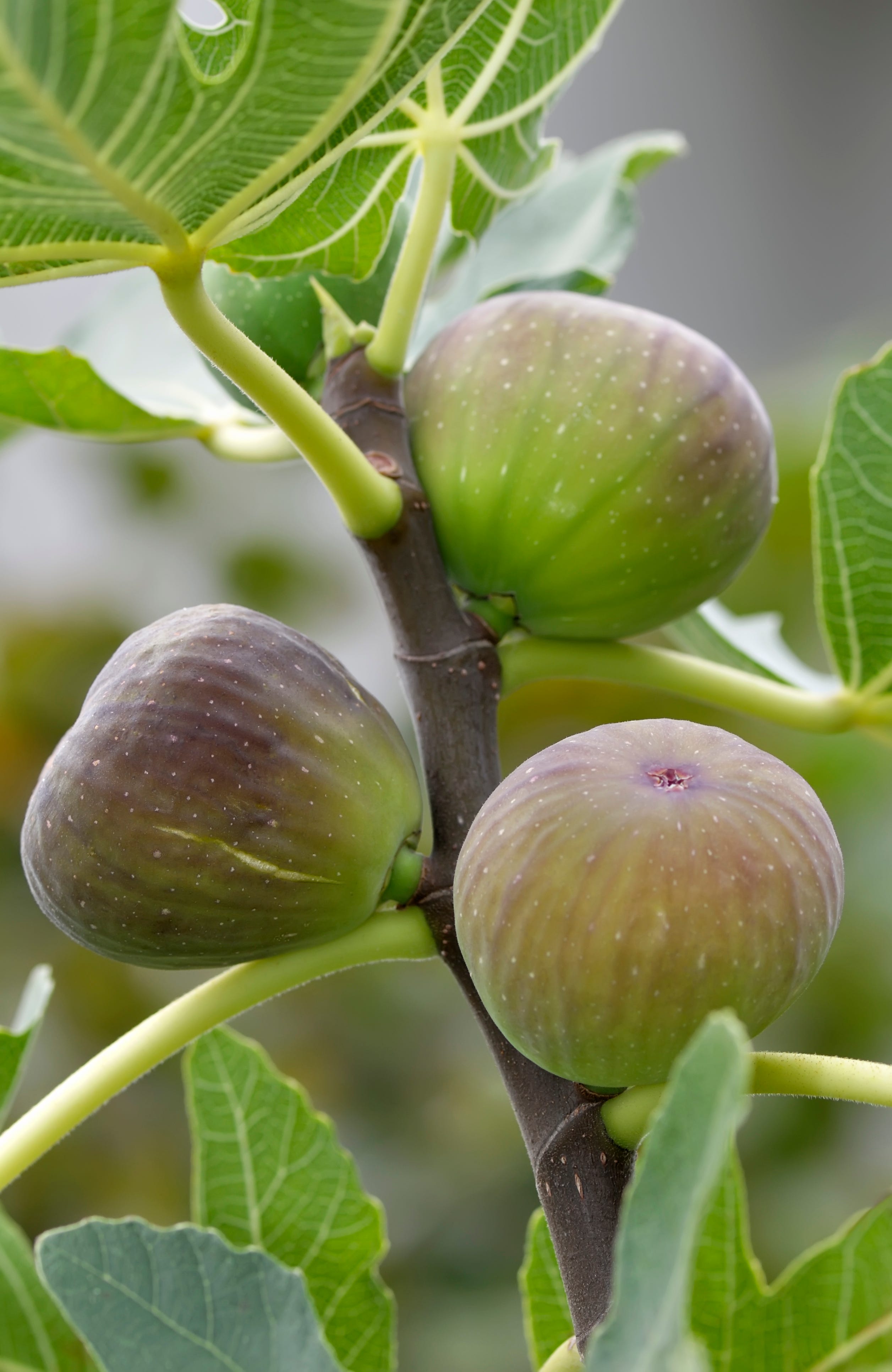 How To Grow Fruit Trees - Which Fruit Trees To Grow In Which Zone