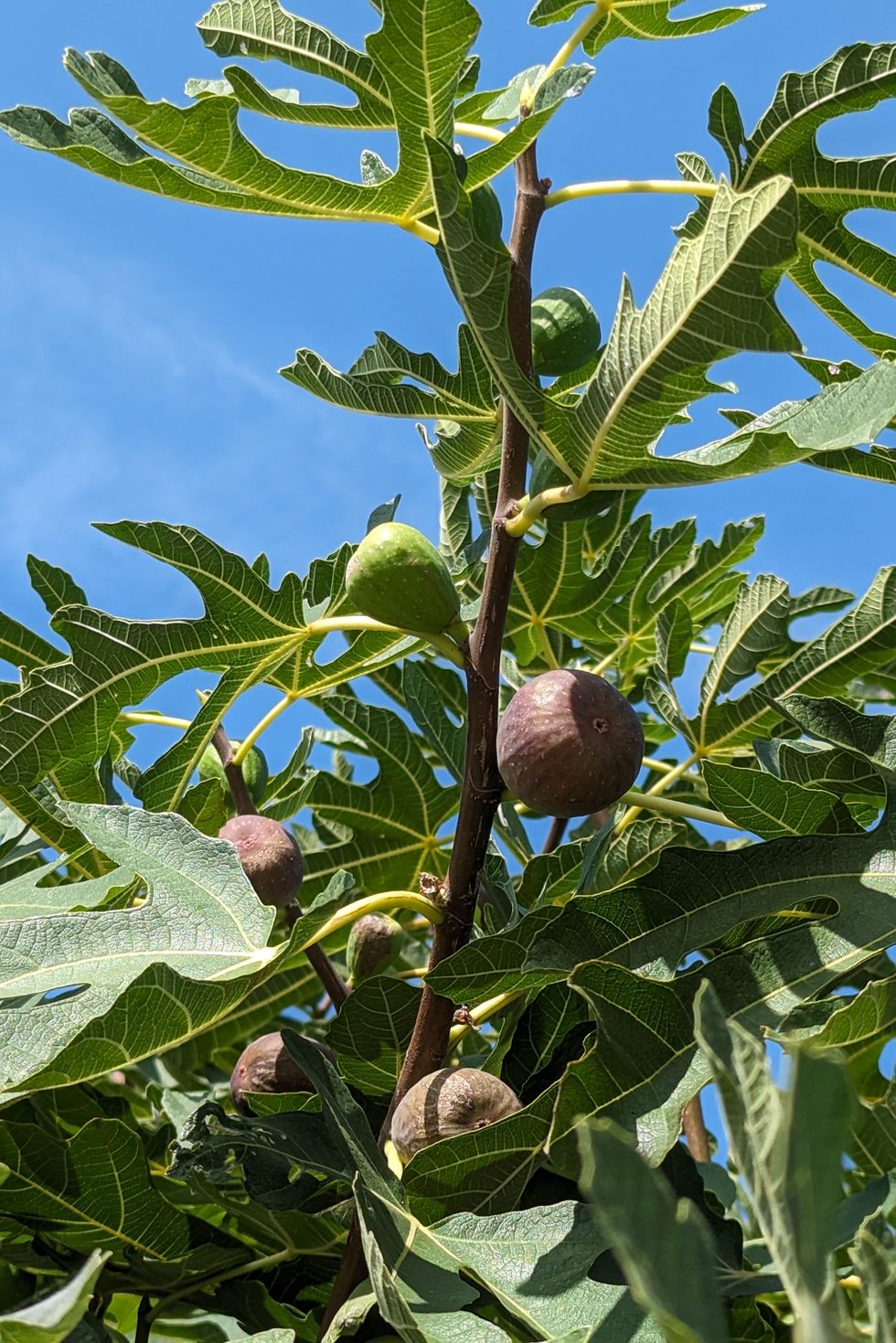 figs growing on the the fig tree, against blue sky