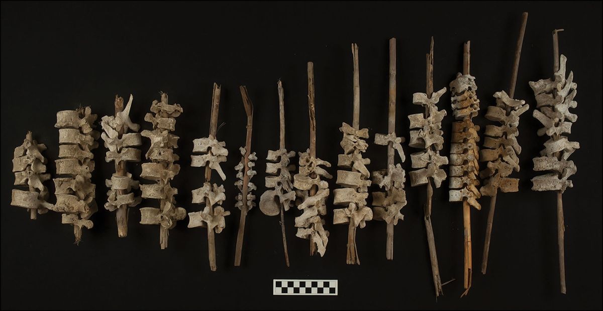 In de Peruaanse Chinchavallei zijn in totaal bijna tweehonderd artefacten gevonden die bestaan uit aan elkaar geknoopte menselijke ruggenwervels Om de precieze functie ervan te achterhalen zijn ze nu voor het eerst systematisch onderzocht