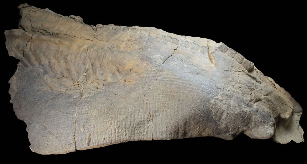 Edmontosaurushuid van het fossiel Dakota Volgens wetenschappers bleef de huid bewaard nadat aaseters zorgden voor gaten in het lichaam van het dier waardoor de vloeistoffen en gassen uit het stoffelijk overblijfsel konden ontsnappen Daardoor kon de huid uitdrogen alvorens bedolven te raken