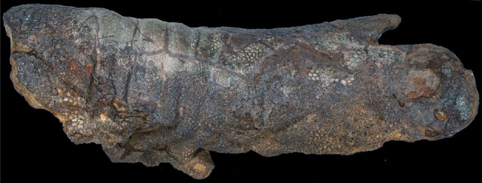Overgebleven keratine van een nagel die een groot deel van de rechtervoorpoot van de dinosaurus bedekte