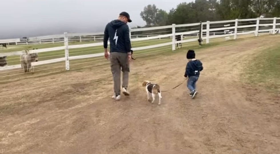 a man and a child walking a dog along a path in a fenced area with livestock in the background