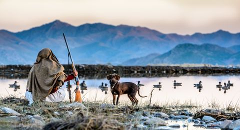 In Pakistan vlakbij de Afghaanse grens wacht een eendenjager met zijn hond op een stille morgen Lokvogels drijven op het meer zodat Siberische eenden gelokt worden tijdens hun seizoensmigratie