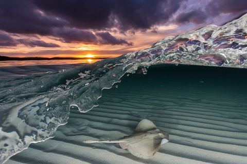 Toen ik op een middag op Jervis Bay in Australi snorkelde struikelde ik over deze gewone doornrog die gracieus over de ondiepe zandplaten gleed zegt Your Shotfotograaf Jordan Robins Terwijl de zon onderging slaagde ik erin om dit overonderbeeld vast te leggen waar je boven en onder het water kunt kijken in een enkele opname
