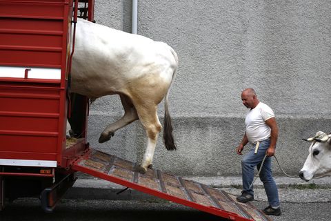 Een boer laadt zijn ossen in een vrachtwagen in de kleine Italiaanse stad Montanesi Het is de dag van het festival van San Rocco de patroonheilige van de stad Naast eten muziek en feest zal een kleine groep van ossen met een enorm kruisbeeld door de stad paraderen