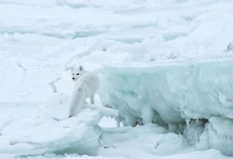 Een poolvos wacht op het ijs terwijl hij op zoek is naar voedsel Slimme vossen volgen ijsberen in de hoop hun restjes te kunnen gebruiken als avondeten