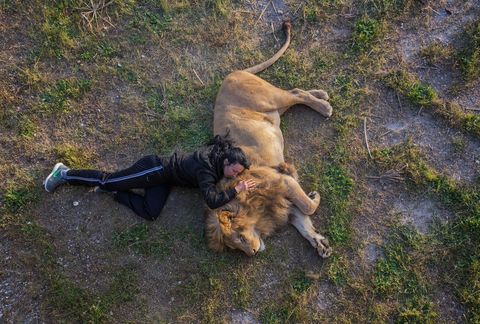 Een Italiaanse leeuwtrainer rust met een van de leeuwen waarmee ze werkt Your Shotfotograaf Nader Saadallah fotografeerde haar terwijl ze werkte en zegt Ze behandelt de leeuwen zoals haar kinderen Ze slaapt en speelt elke dag met hen