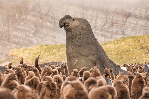 Koningspingunkuikens omringen een zeeolifant op South Georgia Island Het eiland gelegen in de zuidelijke Atlantische Oceaan is extreem afgelegen Elk voorjaar komen honderdduizenden zeeolifanten aan land voor het paarseizoen