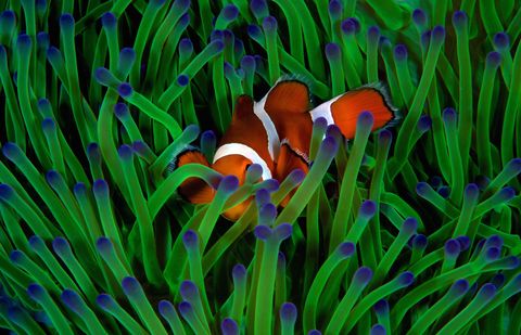 Een clownvis verstopt zich tussen een zeeanemoon in de wateren bij Indonesi Clownvissen maken van zeeanemonen hun thuis en de soorten ook de anemoon profiteert op haar beurt van diens aanwezigheid De stekende tentakels van de anemoon houden potentile vijanden van de vis op afstand in ruil daarvoor reinigt de clownvis de anemoon en laat hij voedingsstoffen achter