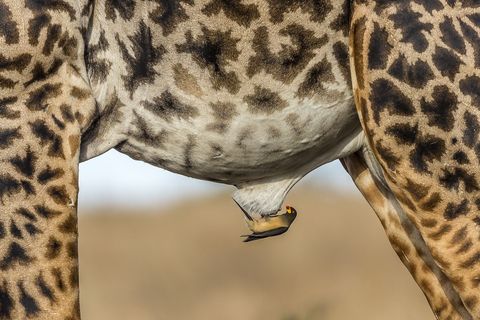 Ossenpikkers genieten van een wederkerige relatie met hoefdieren in Afrika waaronder de kafferbuffel zebras en giraffen De ossenpikker verwijdert teken uit moeilijk te bereiken plekken van de dieren en krijgt hiervoor een smakelijke maaltijd terug