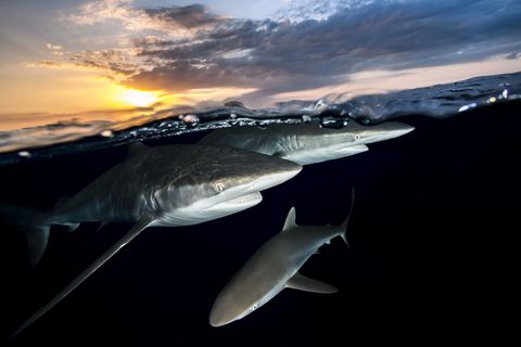 Drie zijdehaaien zwemmen in de wateren van Jardines de la Reina Cuba Het park beslaat 2201 vierkante kilometer en is nog steeds een van de best beschermde gebieden in het Caribisch gebied