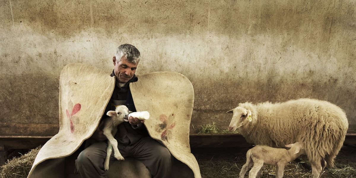 Een herder in Beyehir Turkije voedt een lammetje dat pas wees werd Dat zal hij blijven doen omdat het lam weigerde te drinken van de voedster rechts Hij draagt een kepenek een traditionele herdersmantel gemaakt van vilt dat hem van schouder tot enkel bedekt