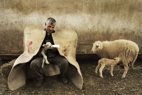 Een herder in Beyehir Turkije voedt een lammetje dat pas wees werd Dat zal hij blijven doen omdat het lam weigerde te drinken van de voedster rechts Hij draagt een kepenek een traditionele herdersmantel gemaakt van vilt dat hem van schouder tot enkel bedekt