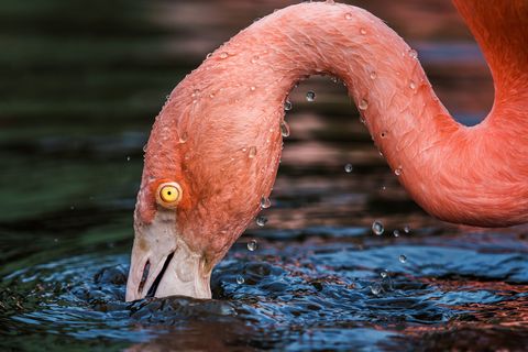 In het Martin Mere Wetland Centre in Burscough Engeland stopt een Chileense flamingo om te eten Het centrum werkt met dierentuinen in heel Engeland en Ierland samen om gezonde flamingos groot te brengen