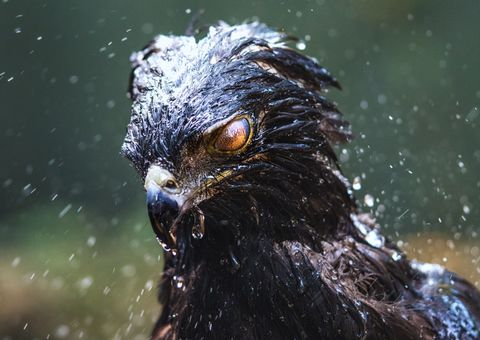 Een zwarte havikadelaar neemt een douche in Misiones Argentini Haar ogen worden tijdelijk beschermd door een beschermend membraan