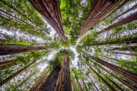 Toen hij door NoordCaliforni reed beleefde Your Shotfotograaf Josh Heidebrecht een moment van fotografische serendipiteit nadat hij en zijn vriend stopten om te zien wat ze in het bos langs de weg konden vinden Een eekhoorn liep vlak boven me waardoor ik recht omhoog keek herinnert hij zich Gelukkig had ik mijn groothoeklens bij zodat ik dit perspectief van de gedeeltelijk verbrande redwoods kon vastleggen