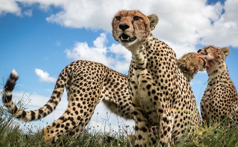 Tijdens het fotograferen in het Serengeti National Park van Tanzania kwam Your Shotfotograaf Sonalini Khetrapal een groep cheetahs tegen die een springbok opaten Het was fascinerend om te zien hoe de broers het bloed van elkaars gezicht likten terwijl de moeder waakte ze zegt Deze foto vangt de hardheid van het wild maar laat ook de zachte kant van de band tussen de dieren zien
