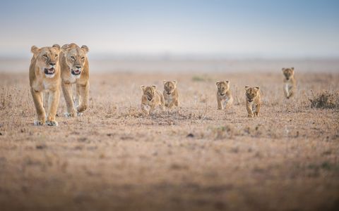 Leeuwenwelpjes volgen een paar volwassenen door de Masai Mara Kenia Vrouwelijke leeuwen van dezelfde groep bevallen vaak rond dezelfde tijd en voeden hun welpen samen op