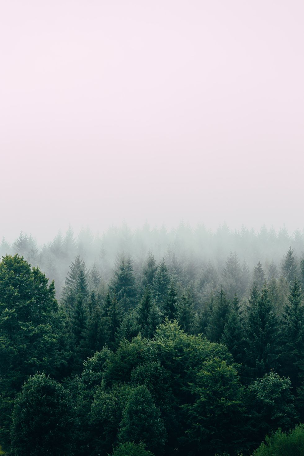 foreste e cambiamenti climatici