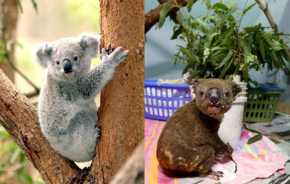 Koala, Mammal, Vertebrate, Terrestrial animal, Wildlife, Marsupial, Adaptation, Organism, Plant, Tree, 