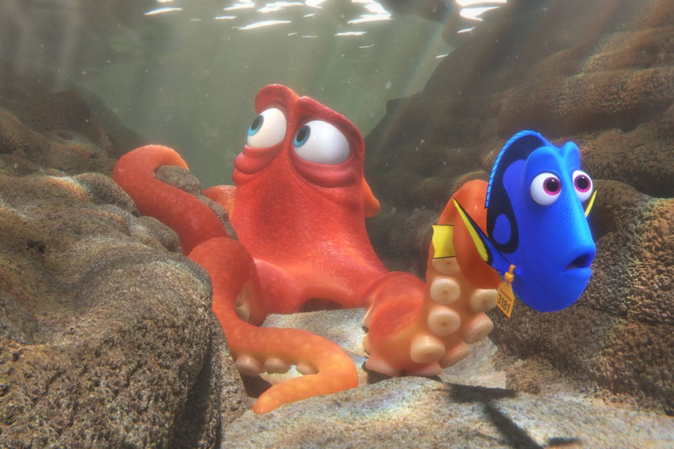 clownfish, Fish, Organism, Marine biology, anemone fish, Pomacentridae, Fish, Underwater, clownfish, Fish, Organism, Marine biology, anemone fish, Pomacentridae, Fish, Underwater,