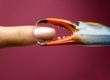 finger being pinched by blue crab claw