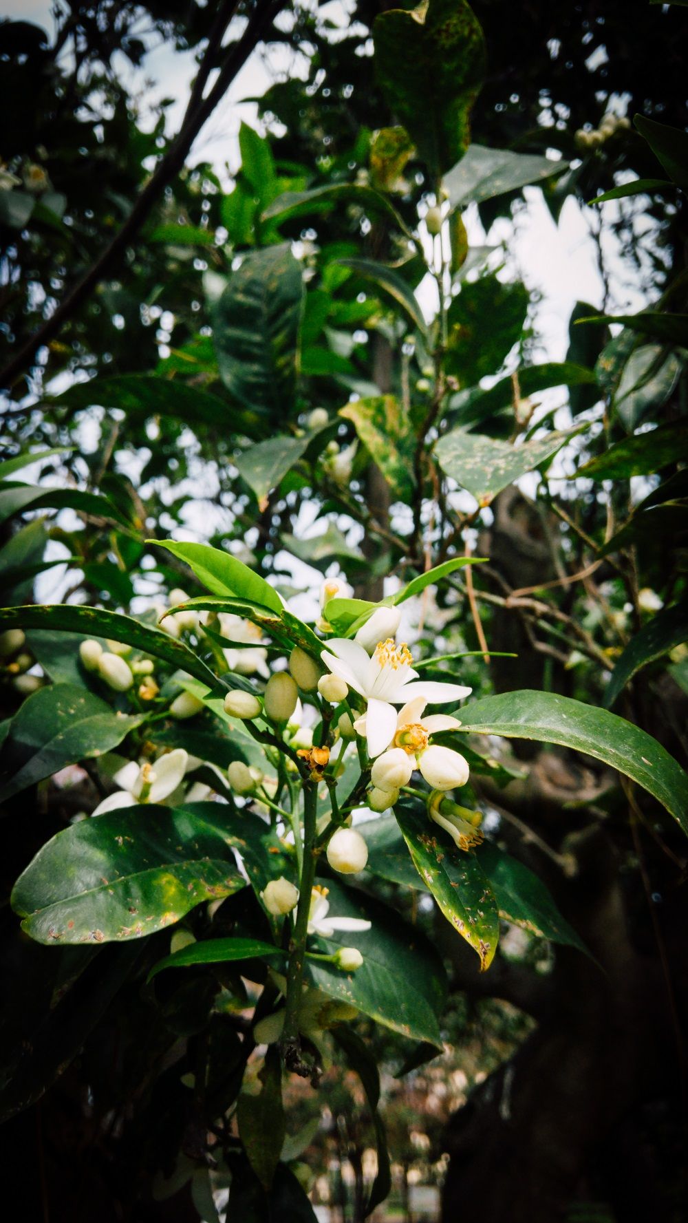 Limone caviale on tree. Finger lime Stock Photo