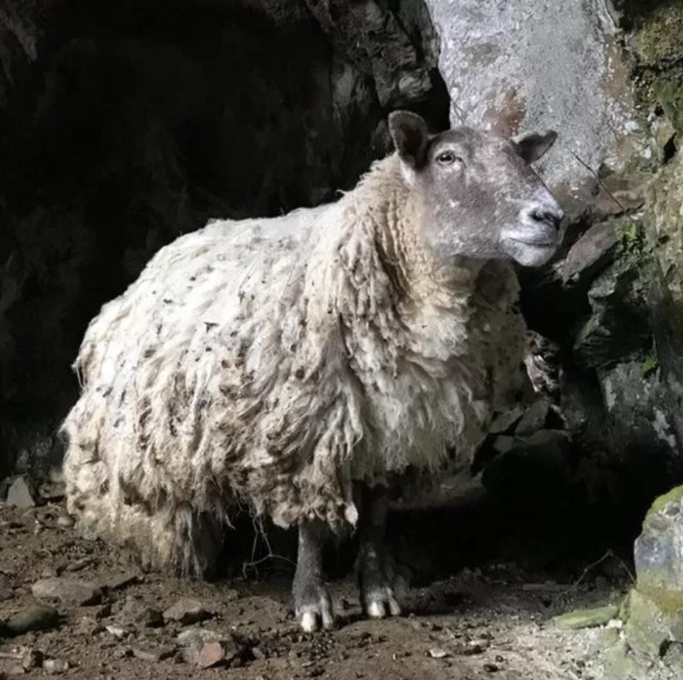 a sheep in a cave