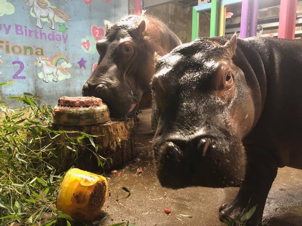 Fiona The Hippo Birthday Cake