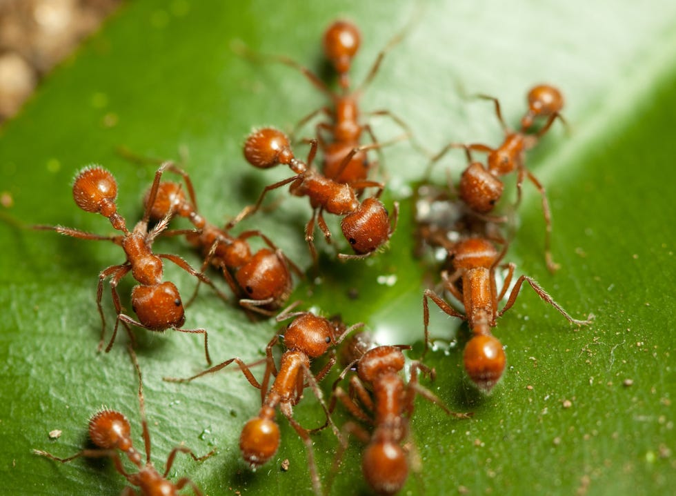 Fire Ants