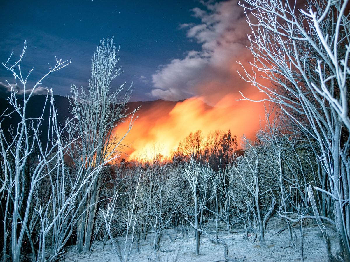 In de omgeving van het Argentijnse stadje El Bolsn werd in januari 2021 een bosgebied met inheemse boomsoorten in de as gelegd De oorzaak van de bosbrand was een kampvuur