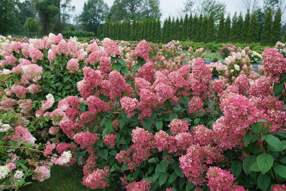 hydrangea paniculata 'fire light'