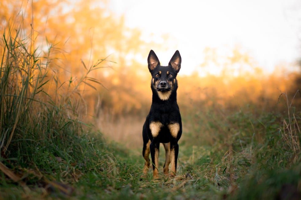 15 lesser known dog breeds australian kelpie